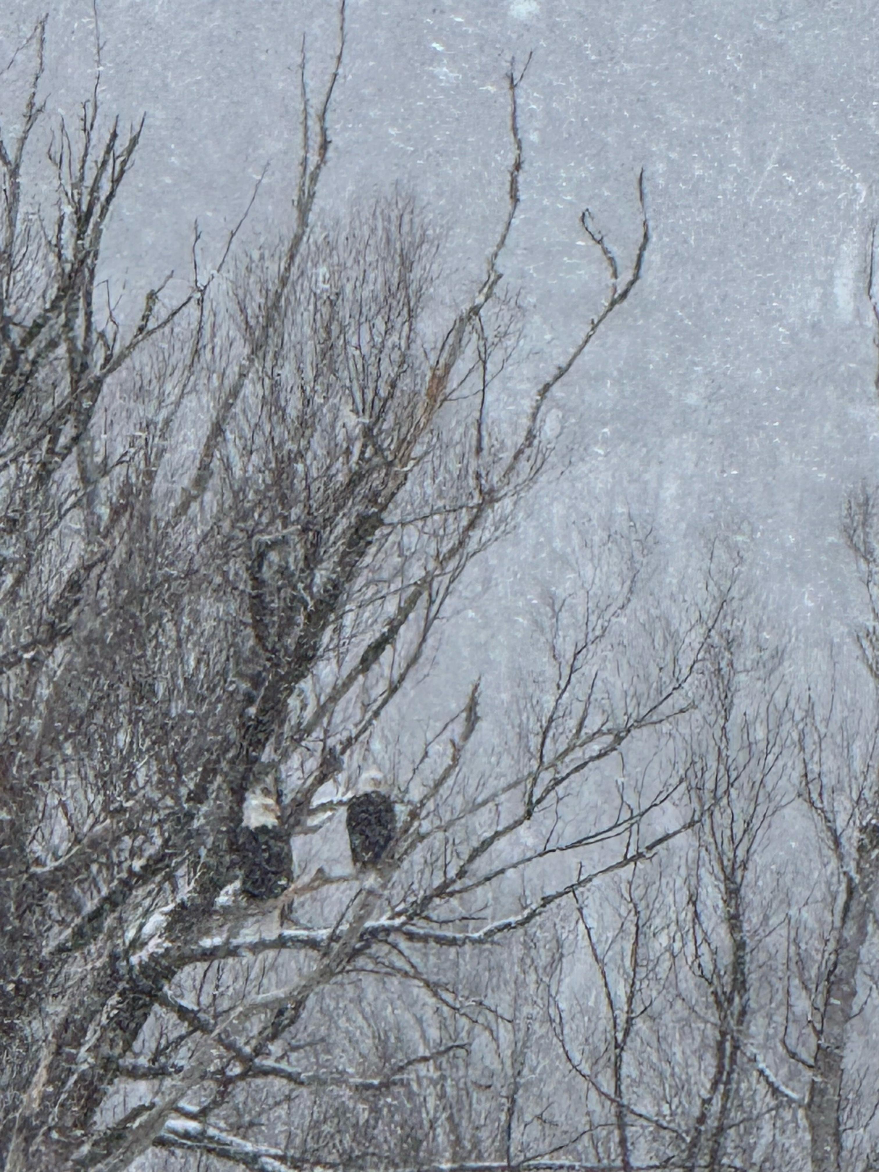 George and Martha — Blue Violet Farm's resident bald eagles